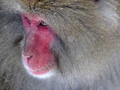 I tried Grokipedia, the AI-powered anti-Wikipedia. Here's why neither is foolproof