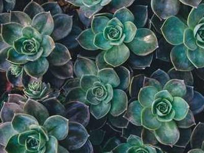 Diseases of the Will: Neuroscience Founding Father Santiago Ramón y Cajal on the Six Psychological Flaws That Keep the Gifted from Living Up to Their Gift