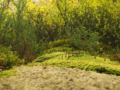 The Mystery of Edgar Allan Poe’s Death: 19 Theories on What Caused the Poet’s Demise