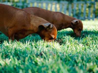 Viktor Skills Marketplace