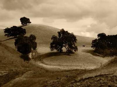 The Day Hermann Hesse Discovered the Meaning of Life in a Tree