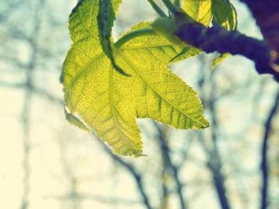 Chasing Fog: The Science and Spirituality of Nature’s Grounded Cloud