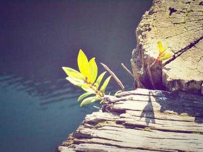 Tom Jones Performs Prince’s “Purple Rain” Accompanied by Pink Floyd’s David Gilmour (1992)