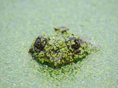 How to Be a Happier Creature