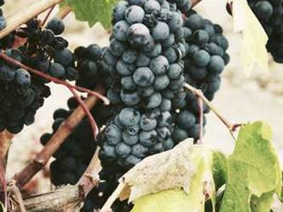 Tom Jones Performs Prince’s “Purple Rain” Accompanied by Pink Floyd’s David Gilmour (1992)