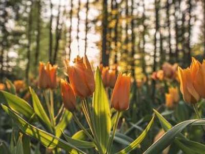 Words: Pablo Neruda’s Love Letter to Language