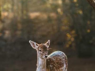 These are the books New Yorkers checked out from the library the most this year.