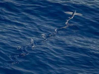 Best early Black Friday PlayStation deals 2025: 20+ sales out now