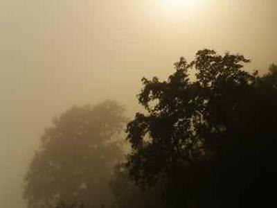 A Heron, a Red Leaf, and a Hole in a Blue Star: Poet Jane Kenyon on the Art of Letting Go