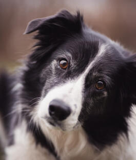 Reviewer Avatar