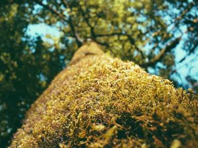 How to Be a Happier Creature