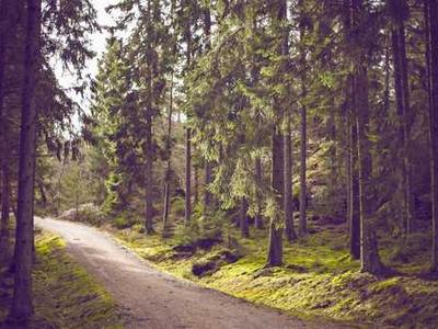 A Heron, a Red Leaf, and a Hole in a Blue Star: Poet Jane Kenyon on the Art of Letting Go