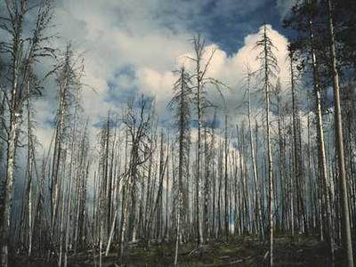These are the books New Yorkers checked out from the library the most this year.