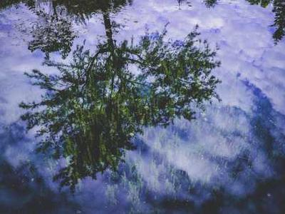 How to Be a Lichen: Adaptive Strategies for the Vulnerabilities of Being Human from Nature’s Tiny Titans of Tenacity