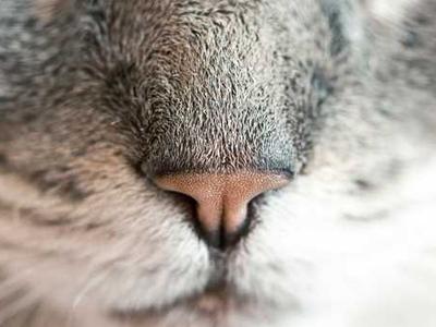 How to Be a Happier Creature